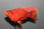 Platy Coral Hoogvin